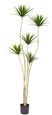 Dracaena Marginata Tree- 1.8m with 5 heads 